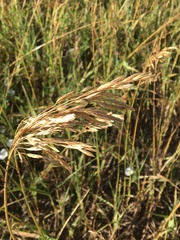 Bromus inermis