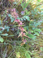 Pedicularis parviflora