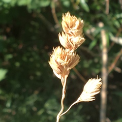 Dactylis glomerata