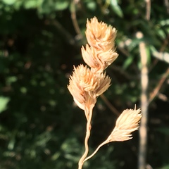 Dactylis glomerata