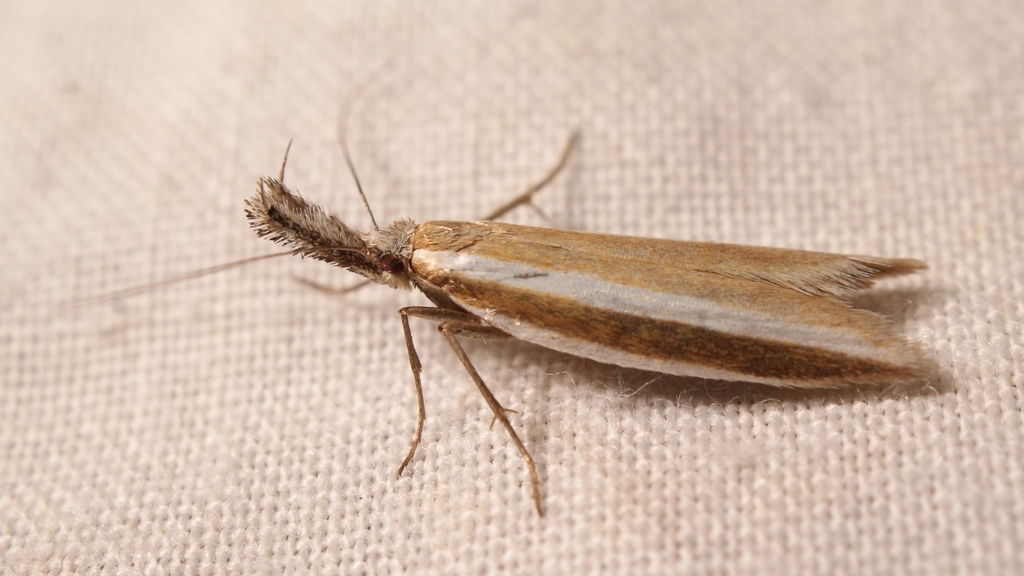 Pleurota aristella