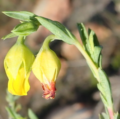 Hermannia aff-denudata