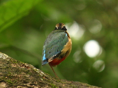 Pitta brachyura