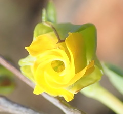 Hermannia aff-denudata