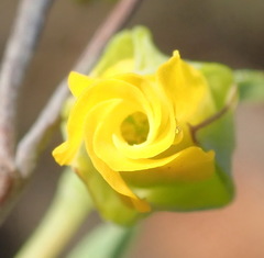 Hermannia aff-denudata