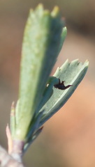 Hermannia aff-denudata