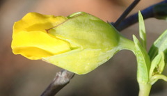 Hermannia aff-denudata