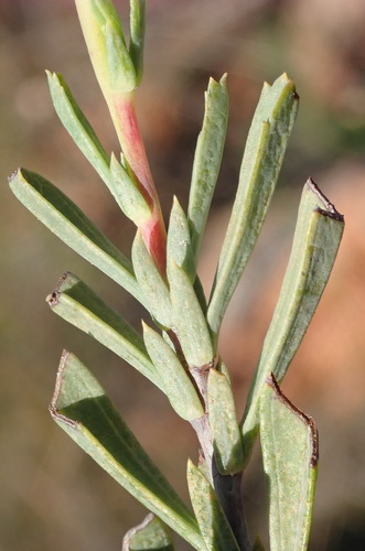 Image of Hermannia aff by (c) Nicola van Berkel, some rights reserved (CC BY-SA)