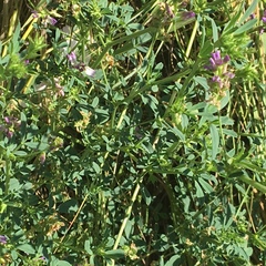 Medicago sativa