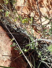 Hermannia aff-denudata