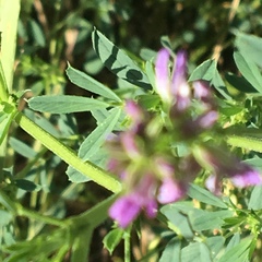 Medicago sativa