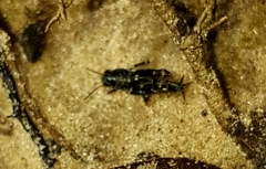 Ellipes minuta