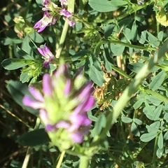 Medicago sativa