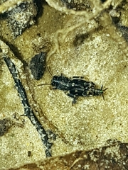 Ellipes minuta