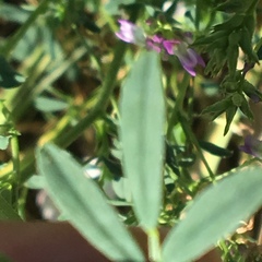 Medicago sativa