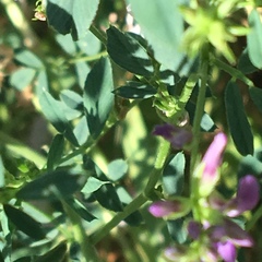 Medicago sativa