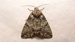 Polyphaenis sericata