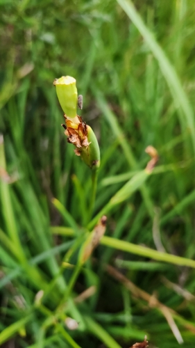 Image of Dietes bicolor by no rights reserved