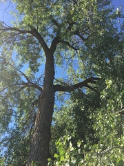 Populus deltoides