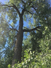 Populus deltoides