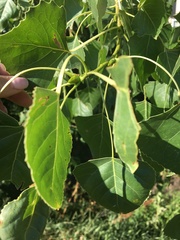 Populus deltoides