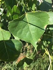 Populus deltoides