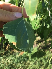 Populus deltoides