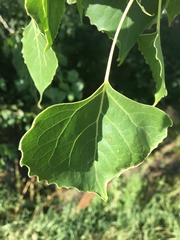 Populus deltoides