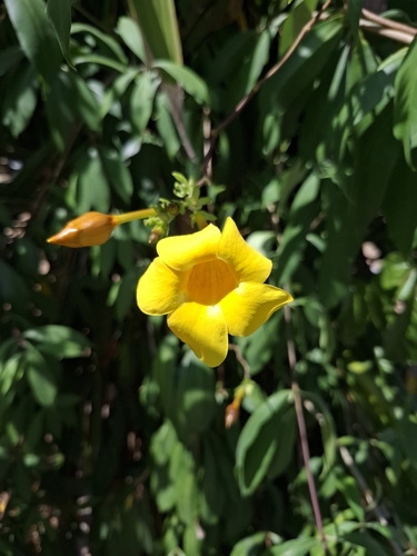 Foto de Allamanda-anã