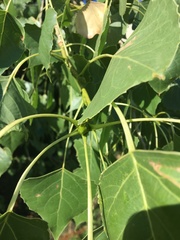 Populus deltoides