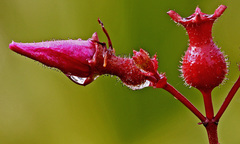 Rhexia alifanus
