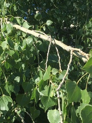Populus deltoides