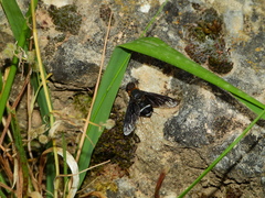 Hemipenthes velutina
