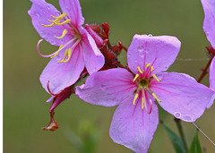 Rhexia alifanus