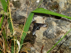 Hemipenthes velutina