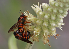 Dianthidium floridiense