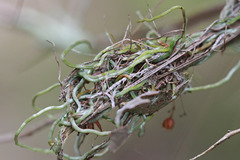 Dendrophylax porrectus