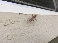 Stagmomantis limbata