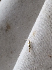 Argyresthia calliphanes