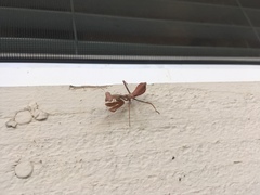 Stagmomantis limbata