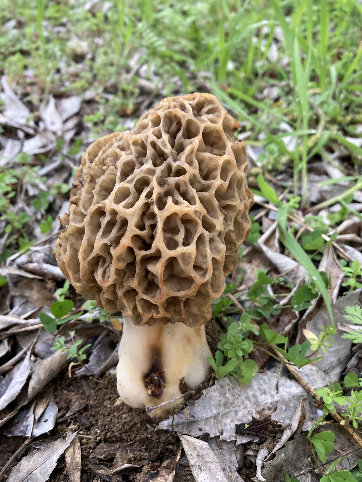 Imagen de Morchella esculenta (L.) Pers.