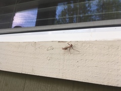 Stagmomantis limbata