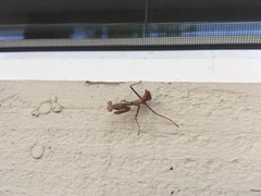 Stagmomantis limbata