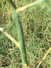 Asparagus officinalis