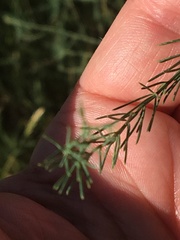 Asparagus officinalis