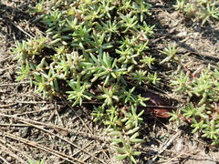 Portulaca smallii
