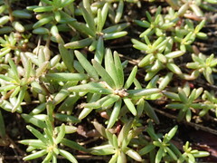 Portulaca smallii