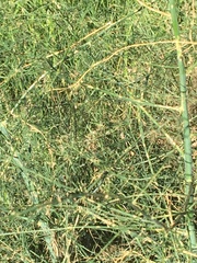 Asparagus officinalis