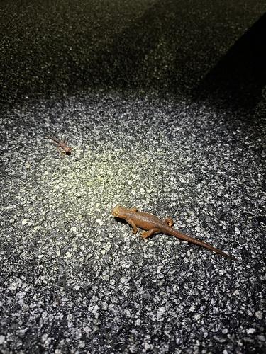 iNaturalist observation photo of California Newt