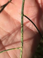 Asparagus officinalis